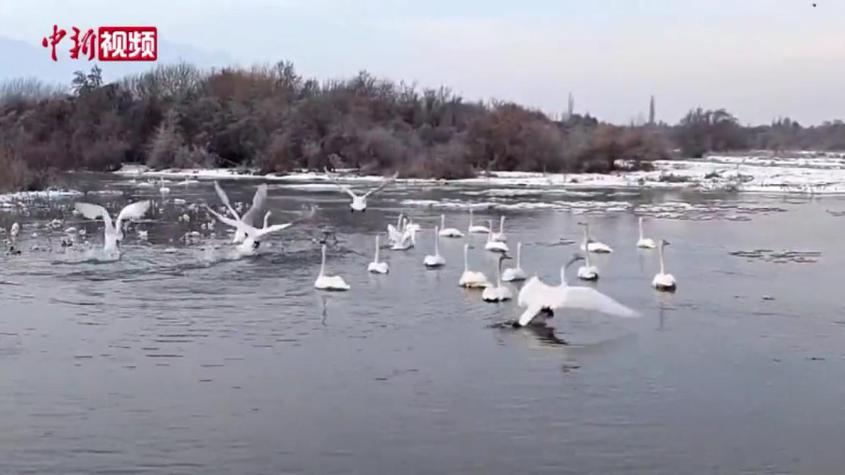 稀客！新疆乌什首次迎来成群野生白天鹅“做客”