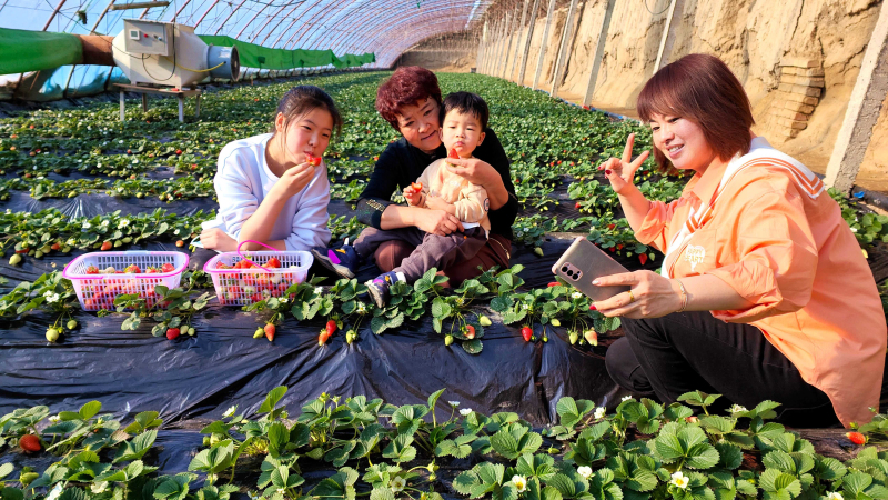 新疆察布查爾：大棚草莓樂了游客富了莓農