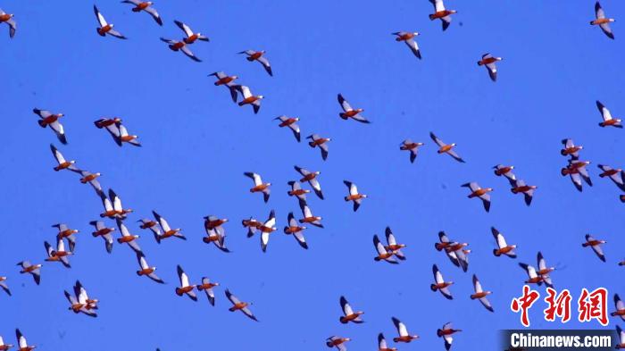 五千余只赤麻鸭“相约”博斯腾湖 千鸟振翅气势恢宏