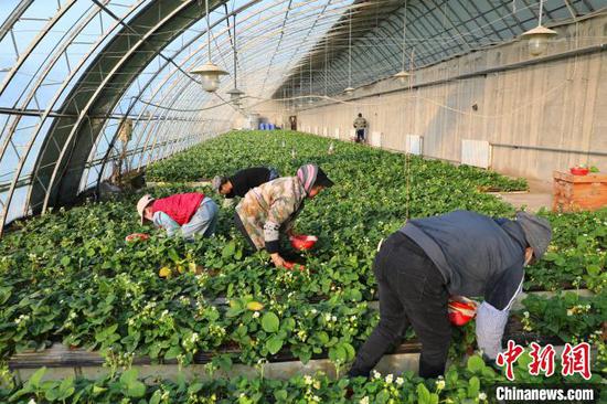 当地职工们正在忙于采摘、包装草莓。　杨厚伟 摄