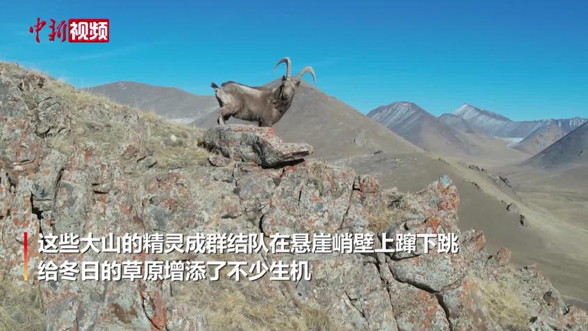 新疆焉耆縣百余只北山羊雪原馳騁 翻山越嶺場面壯觀