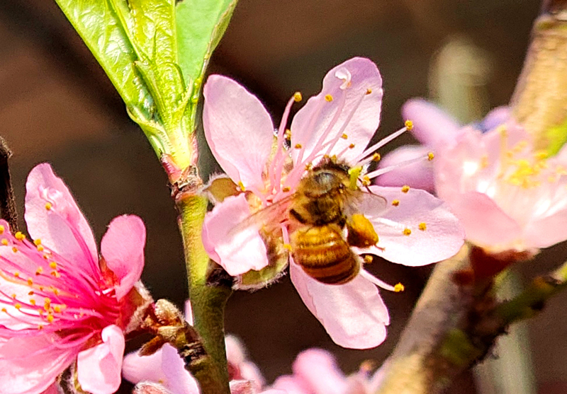 2月3日，在新疆伊犁哈薩克自治州察布查爾錫伯自治縣良繁場油桃大棚內，棚內小蜜蜂在為盛開的桃花授粉。華巖明攝