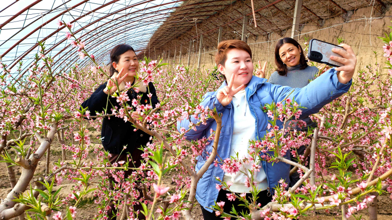 2月3日，在新疆伊犁哈薩克自治州察布查爾錫伯自治縣良繁場油桃大棚內，賞花的群眾在開滿桃花間拍照。華巖明攝