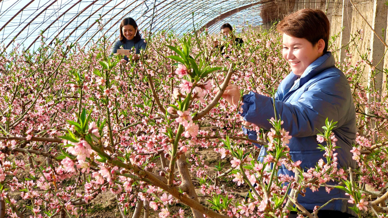 2月3日，在新疆伊犁哈薩克自治州察布查爾錫伯自治縣良繁場油桃大棚內，喜愛桃花的群眾，賞花拍照。華巖明攝