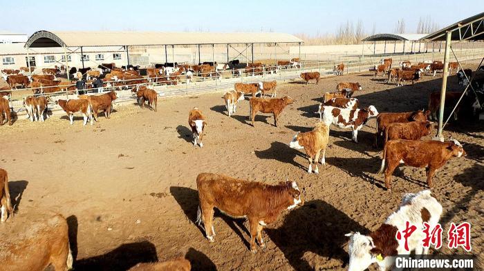 新疆兵團：大學生返鄉開展“良種牛繁育”助力鄉村振興