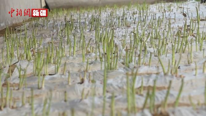 新疆洛浦縣：種植蘆筍助農增收