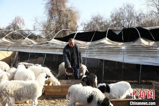 李桂锋养了20头羊，为蚯蚓提供养料。　张大松 摄