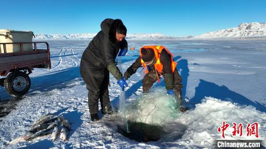 冬季新疆赛里木湖冰面冻结后，当地渔工们通过凿冰下网来捕捞高白鲑。　杨韬 摄