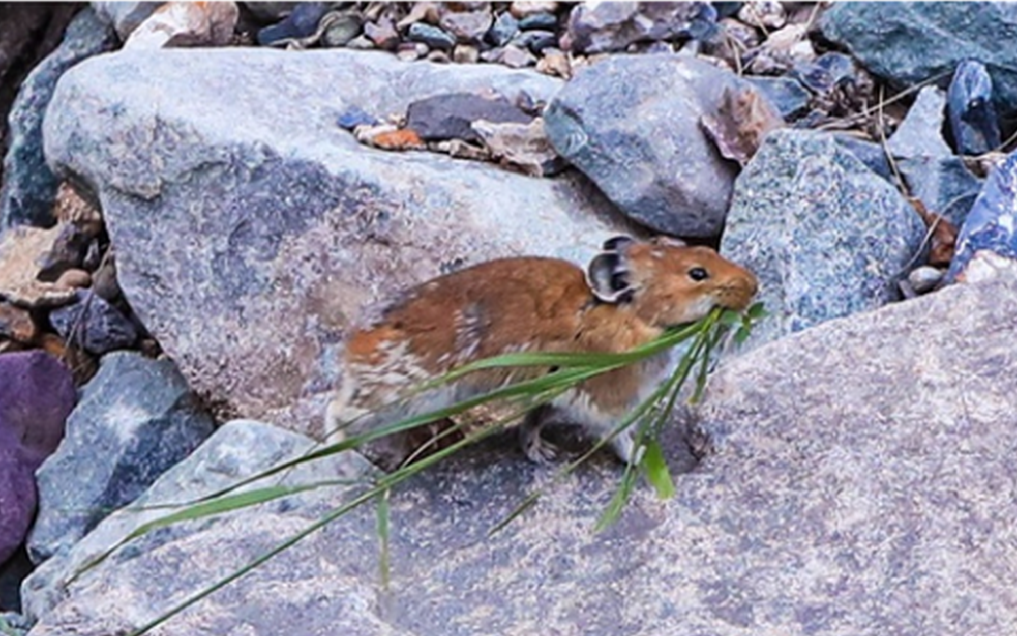 贺兰山生活着这样一种“兔”，属世界极危物种，6年来仅在野外发现过5次！