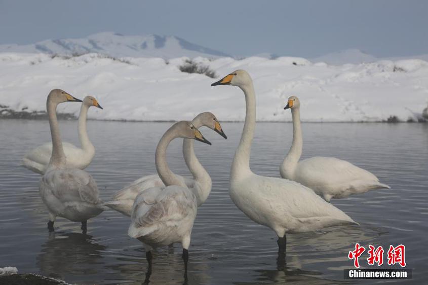新疆昭蘇濕地野生天鵝戲水報春來