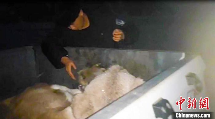 迁徙黄羊不慎跌伤 新疆巴州民警深夜踏雪营救