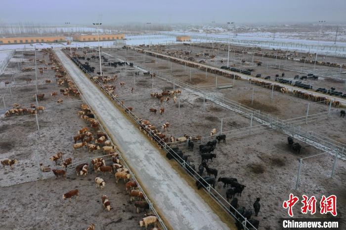 新疆兵團：油莎豆產業帶動畜牧業提質增效