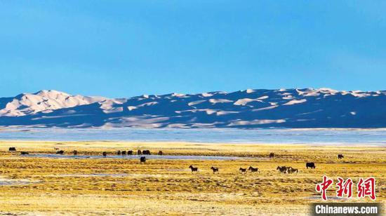 和煦的春风为沉默一冬的高原带来蓬勃生机，野牦牛、藏羚羊、藏野驴等珍稀野生动物在一望无际的高原上觅食。　阿尔金山国家级自然保护区管理局提供