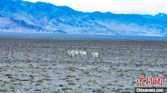 藏羚羊群停步驻足，好奇地打量着周边的环境。　阿尔金山国家级自然保护区管理局提供