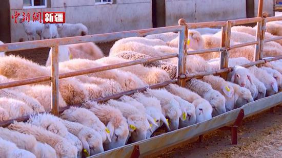 阿拉尔市发展多胎湖羊养殖 解决产羔率低