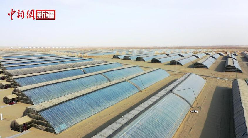 新疆和田市：抓好農時開好頭 溫室大棚生產忙