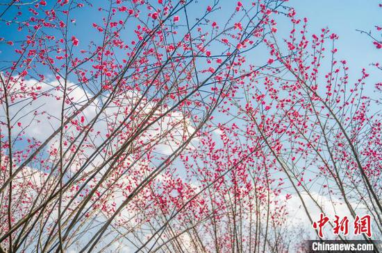 贵阳观山湖公园内的梅花竞相绽放。　唐哲 摄