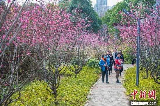 贵阳观山湖公园内的梅花竞相绽放，吸引不少民众前来赏花游玩。　唐哲 摄