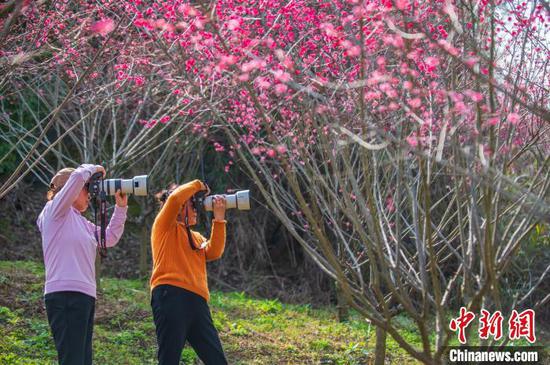 贵阳观山湖公园内的梅花竞相绽放，吸引民众前来赏花拍照。　唐哲 摄