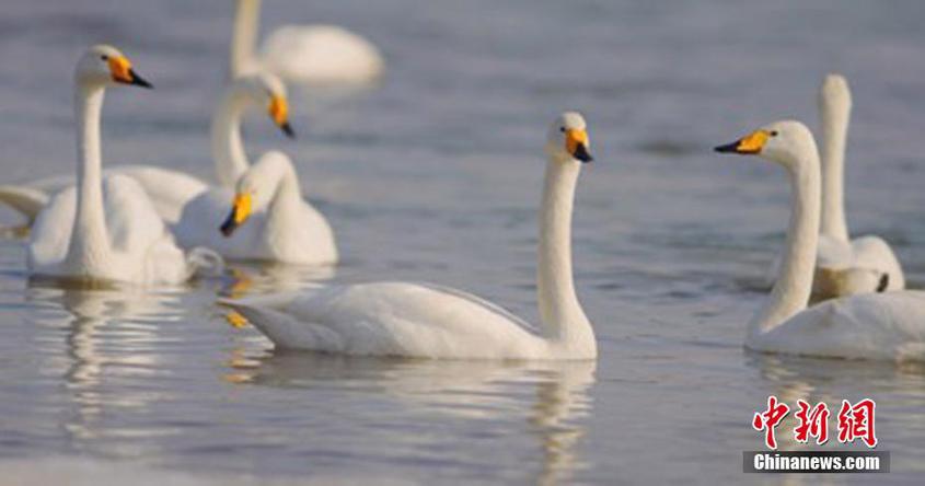 新疆和靜：天鵝翩躚迎春來