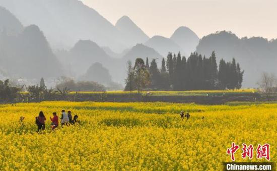 游客在贵州兴义市的万峰林景区观赏油菜花八卦田。　乔啟明　摄