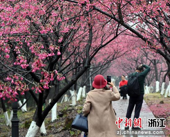 游客在樱花林下拍照“打卡”。 萧云集（通讯员） 摄