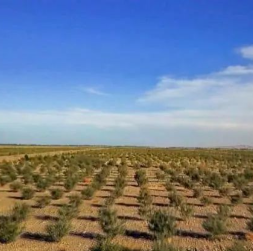 专稿 | 新疆防沙治沙水平何以走在前列？