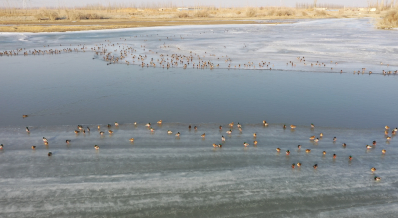 近2000余只迁徙的绿头鸭和部分天鹅在开都河进行迁徙、栖息、觅食。