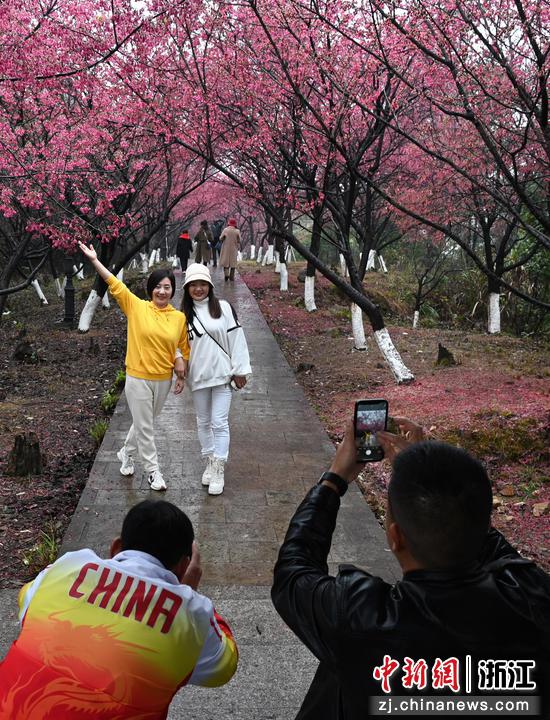 游客在樱花林下拍照“打卡”。 萧云集（通讯员） 摄