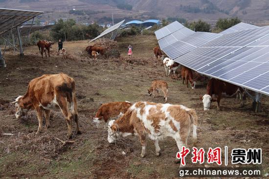 2月9日，牛群正在结构梁子的光伏板下吃草  胡彦 摄