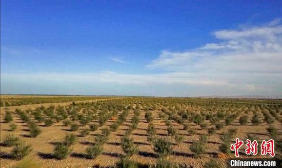 专稿 | 新疆防沙治沙水平何以走在前列？