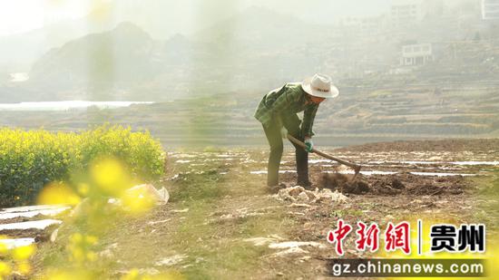 2月13日，村民在贵州省大方县石桅村早熟糯玉米基地起垄。周训贵 摄