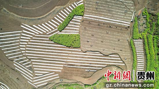 2月13日，贵州省大方县石桅村早熟糯玉米基地航拍。李灵 摄