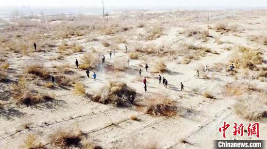 新疆巴州且末县民众正在对防风治沙工作站的2万亩梭梭开展平杈工作。　 阿曼江·阿力甫 摄