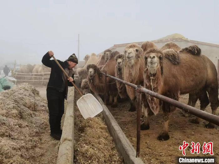 新疆呼圖壁縣：特色養殖 “駝”出農戶“致富經”
