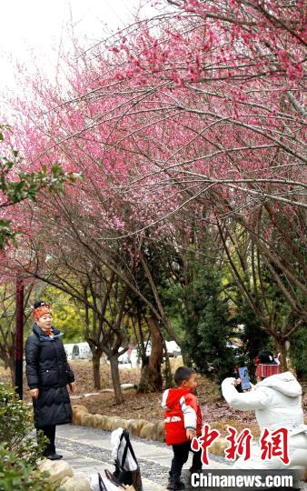 施秉县盛开的梅花吸引市民拍照留念。　奉力 摄