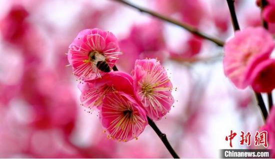 盛开的梅花吸引蜜蜂采花粉。　彭大峰 摄