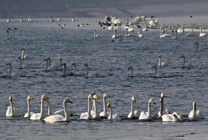 Swans play on the Peacock River in Korla city, Northwest China's Xinjiang Uygur Autonomous Region, Feb 2, 2023
