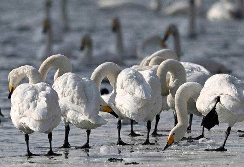 Swans play and rest on the Peacock River in Korla city, Northwest China's Xinjiang Uyghur Autonomous Region, Feb 2, 2023.

February 2 marks the 27th World Wetlands Day, and the theme this year is “It’s Time for Wetlands Restoration”. (Photo: China News Service/ Que Hure)