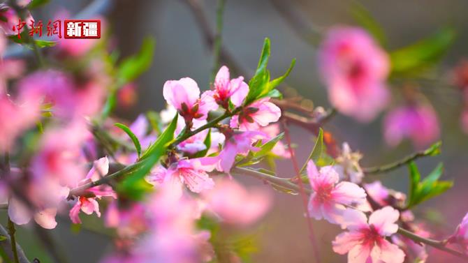 新疆托克遜：溫室大棚里桃花朵朵開