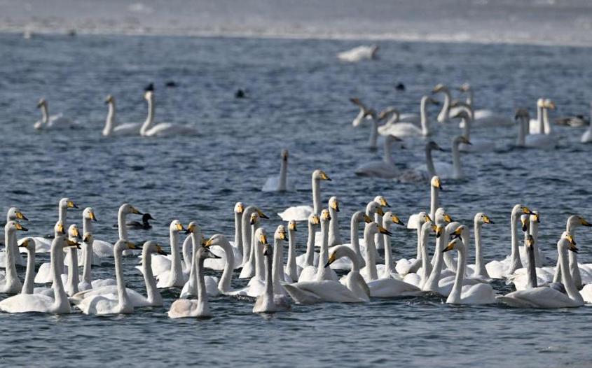 Hundreds of swans rest on the Peacock River in Korla city, Northwest China's Xinjiang Uygur Autonomous Region, Feb 2, 2023. (Photo: China News Service/ Que Hure)