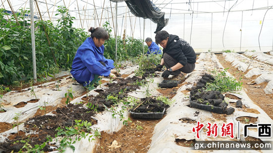 种植粉苞茉莉 邱水连 摄