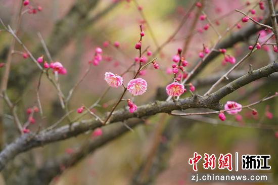 盛放的梅花。 陈胜伟（通讯员）供图