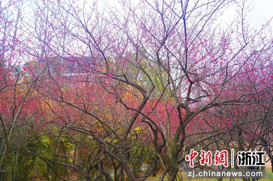 浙江农林大学校园梅花盛开。 陈胜伟（通讯员）供图