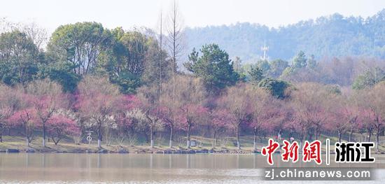 盛开的梅花成为校园一道风景线。 陈胜伟（通讯员）供图