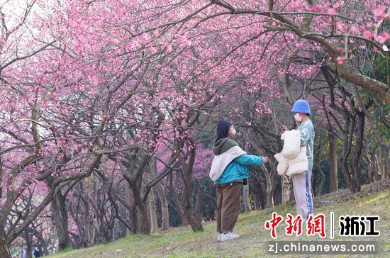 校园“梅”景引人驻足。 陈胜伟（通讯员）供图
