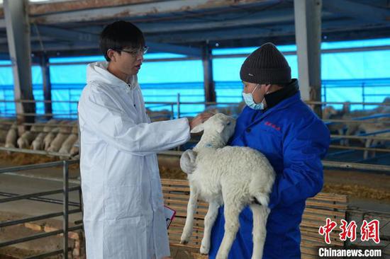 在湖羊繁育示范基地，王永正在圈舍查看小羊生长情况。　李芸 摄