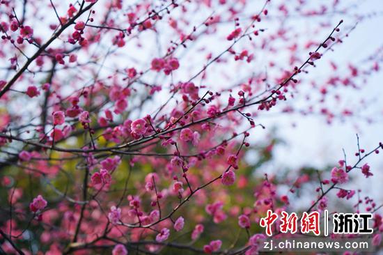 盛放的梅花。 陈胜伟（通讯员）供图