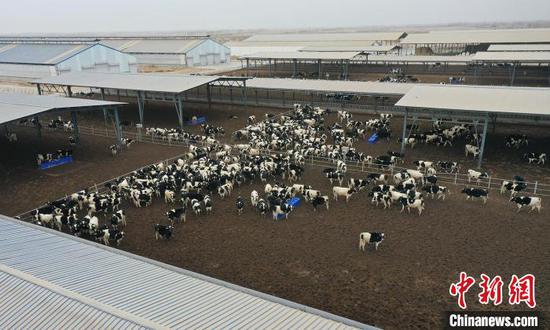 航拍5000头奶牛规模化牧场。　李芸 摄
