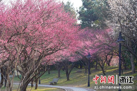 浙江农林大学校园梅花盛开。 陈胜伟（通讯员）供图